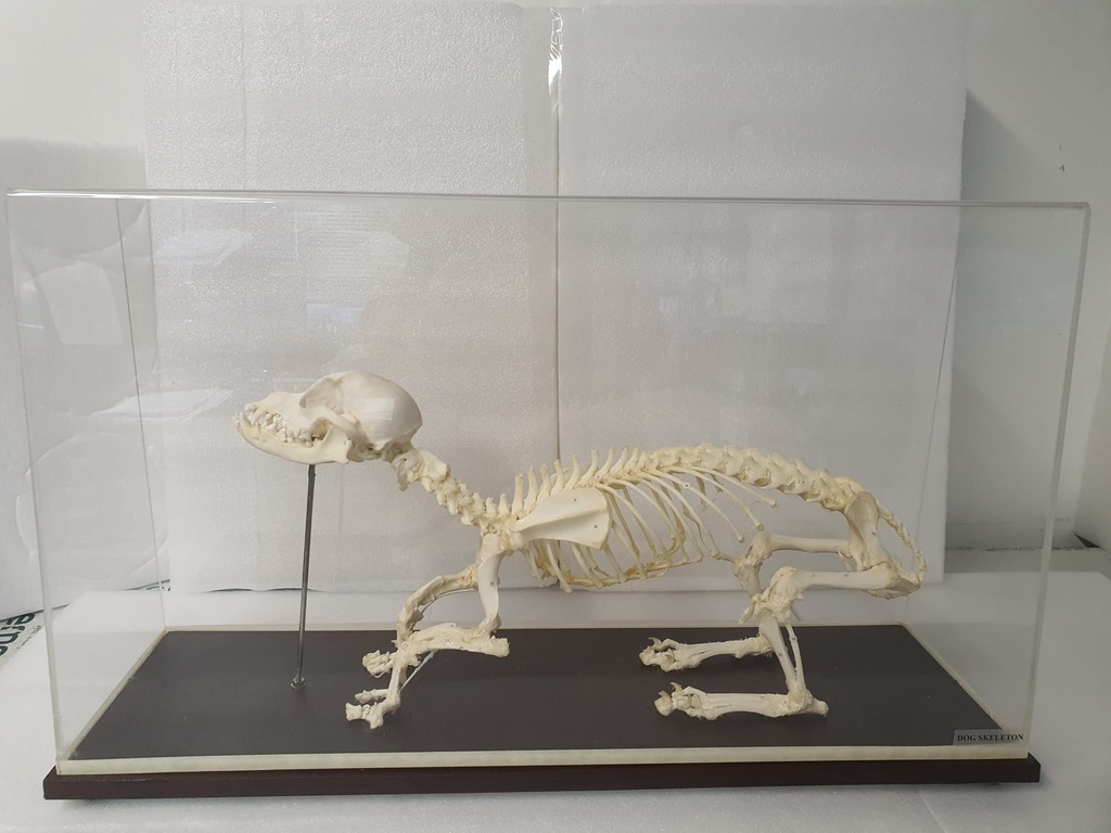 Hundeskelett aus echten Knochen - Der Artikel weist einige leichte Kratzer am Gehäuse auf und befindet sich in der Originalverpackung.