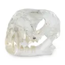 Modello dentale - Gatto