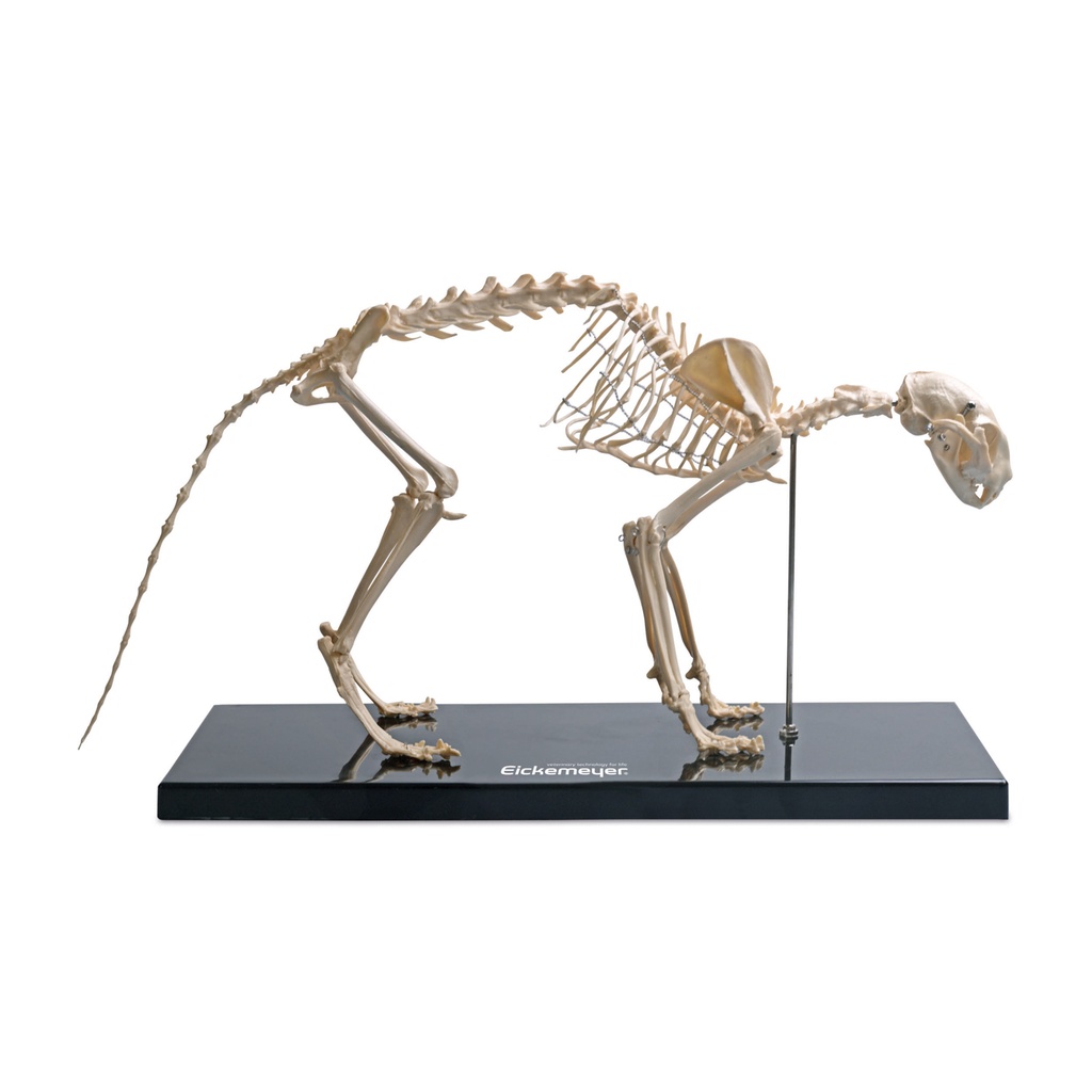 [909009] Cat skeleton model 42 x 7 x 26 cm 
