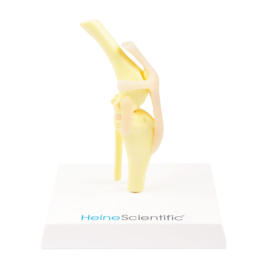 Osteo-Modell Hundeknie