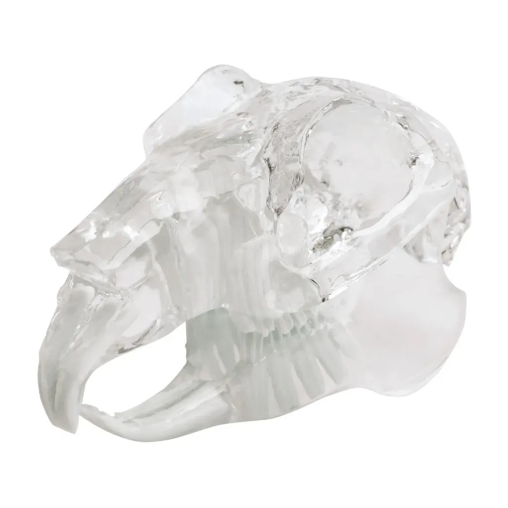 [174091] Modèle de dents "rodent", bloc acrylique transparent en forme de mâchoire