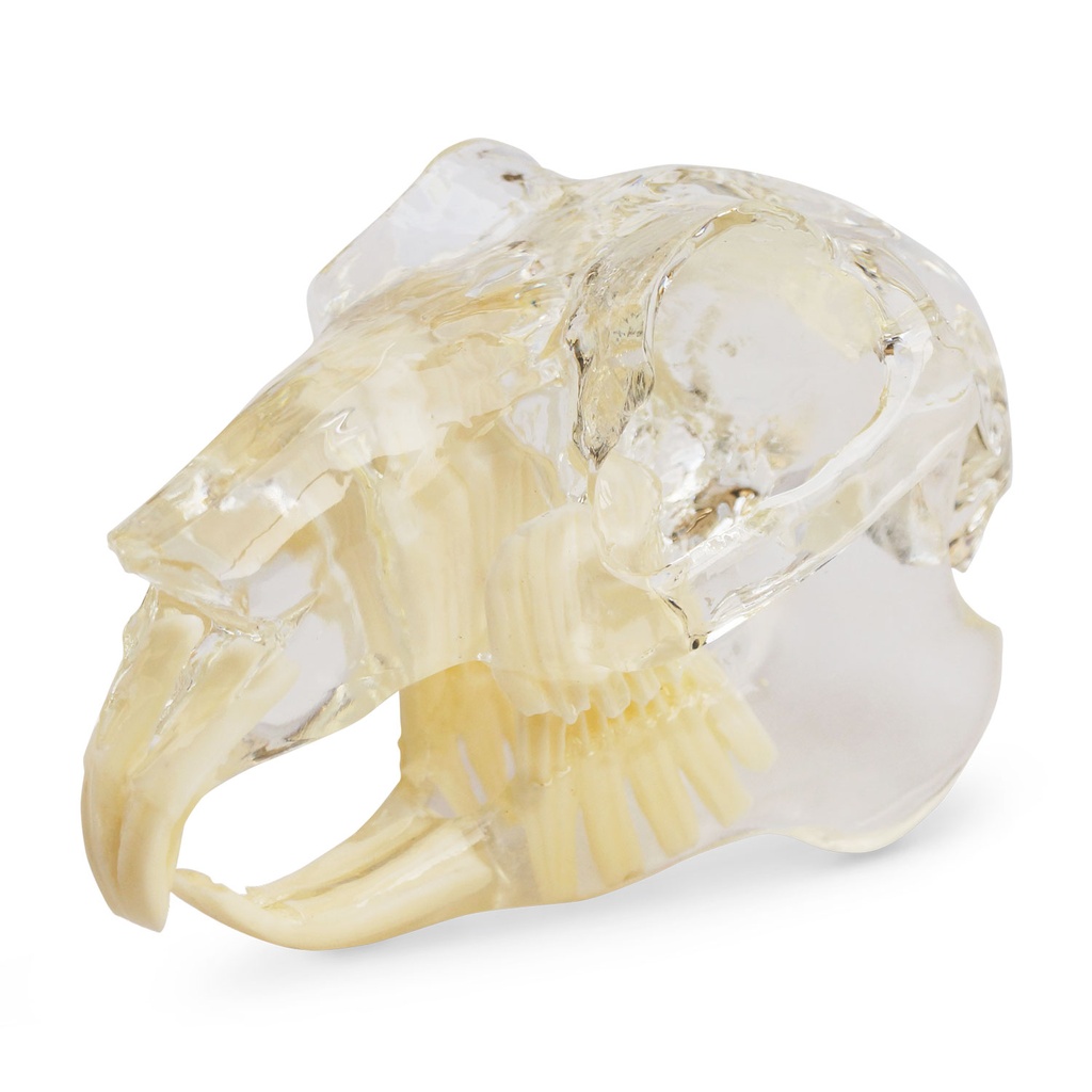 [174091] Modèle de dents "rodent", bloc acrylique transparent en forme de mâchoire