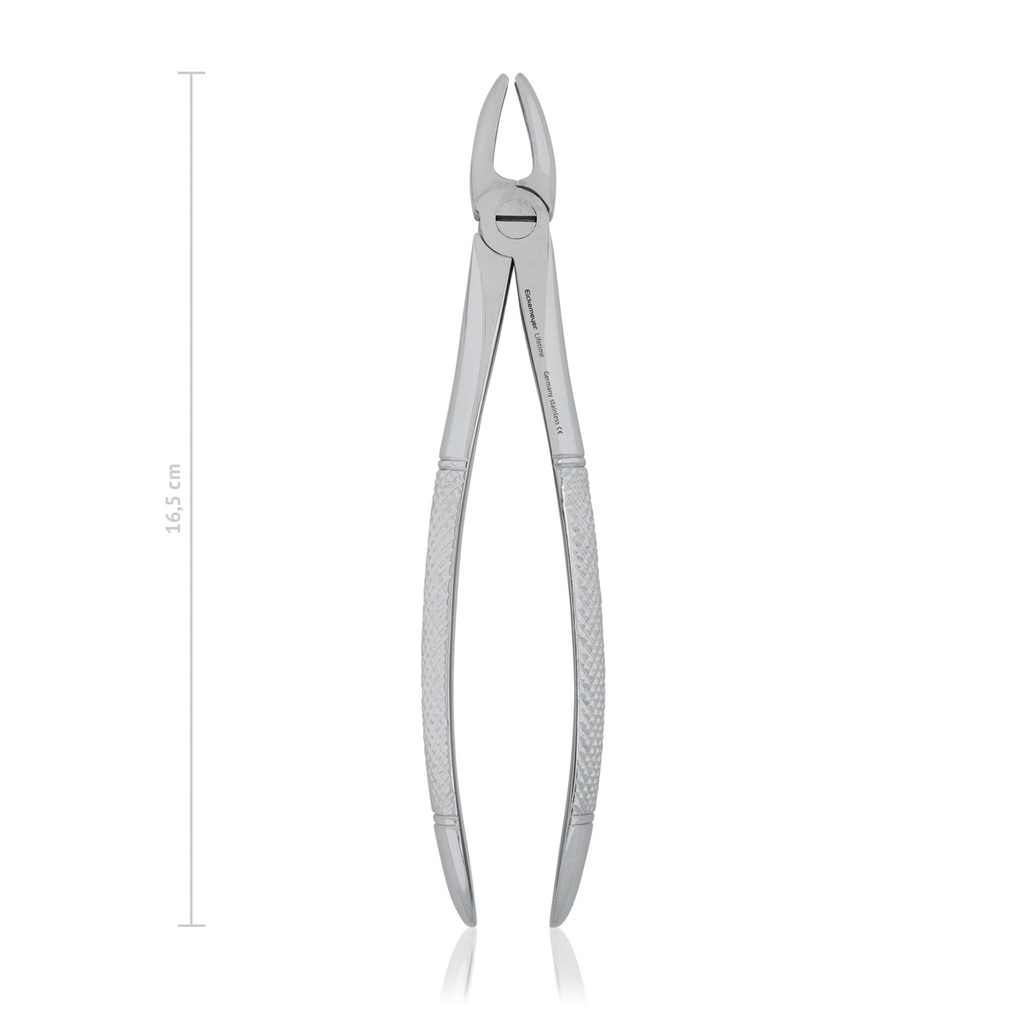 [176017] Pinza denti 16,5 cm, dritta