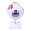 Anatomisches Augenmodell, 6-teilig, Maße inkl. Sockel (in cm): H 16 x B 13 x T 13