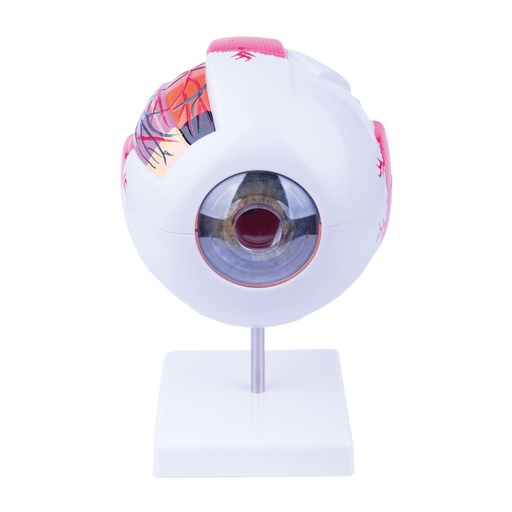 [909040] Modèle d'oeil en 6 parties. Dimensions (H avec base x L x P) : 22 x 16 x 18 cm